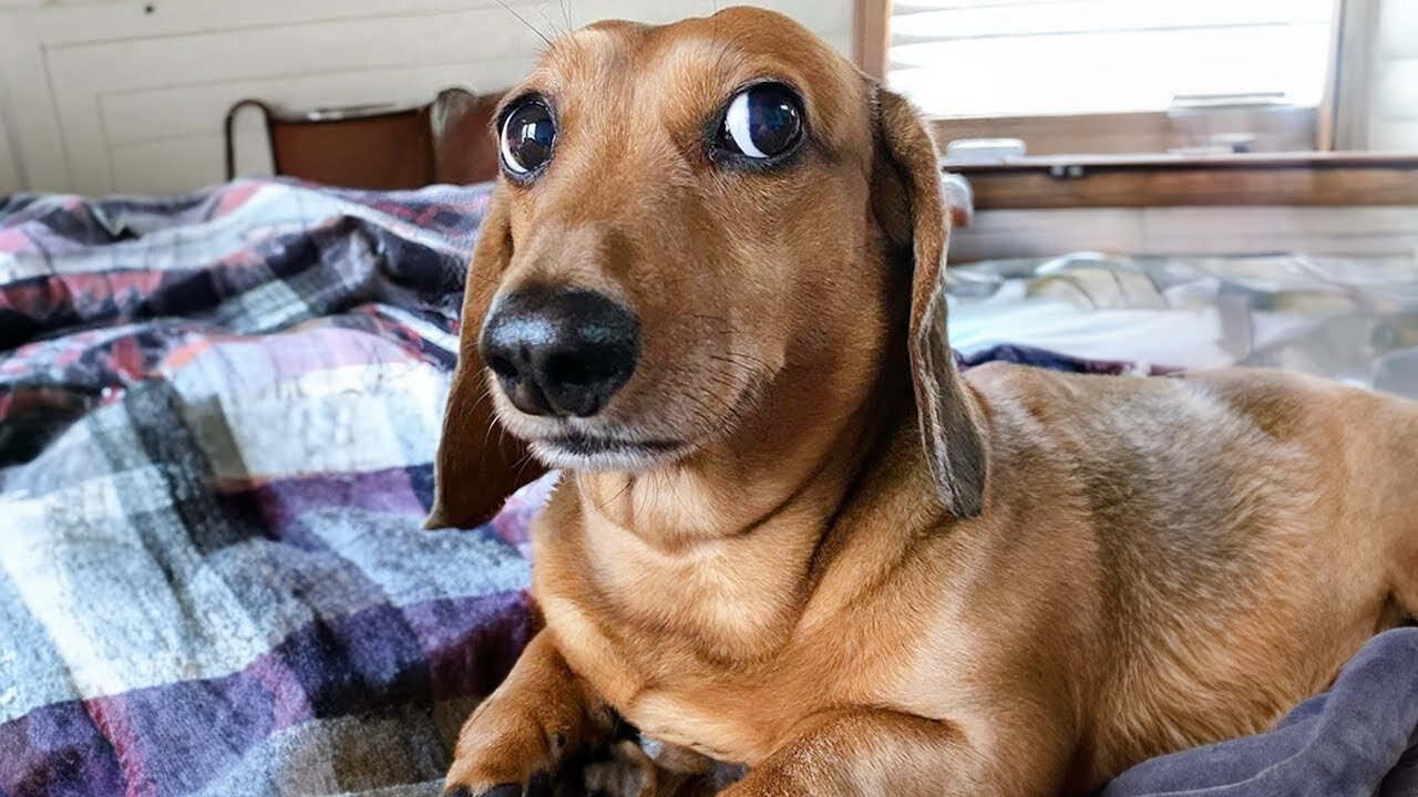 Funniest Animal Videos Ever (Part 7)