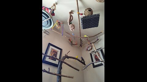 Compassionate Birds