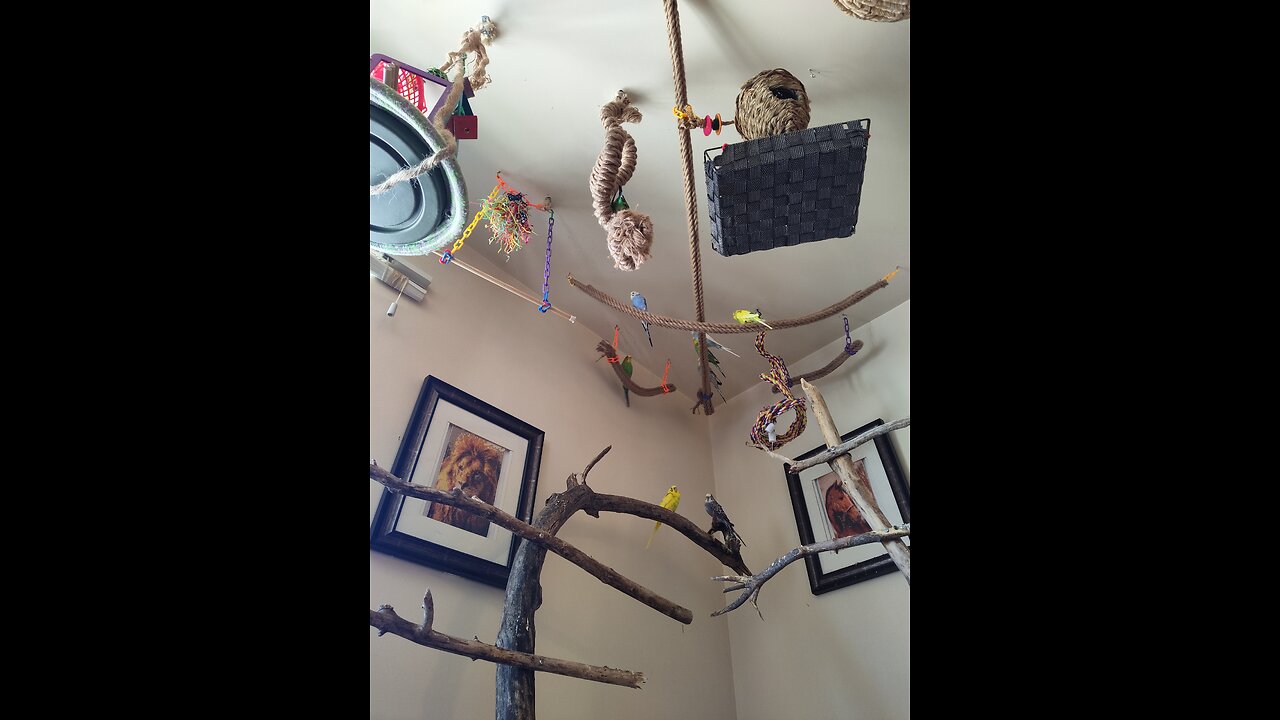 Compassionate Birds