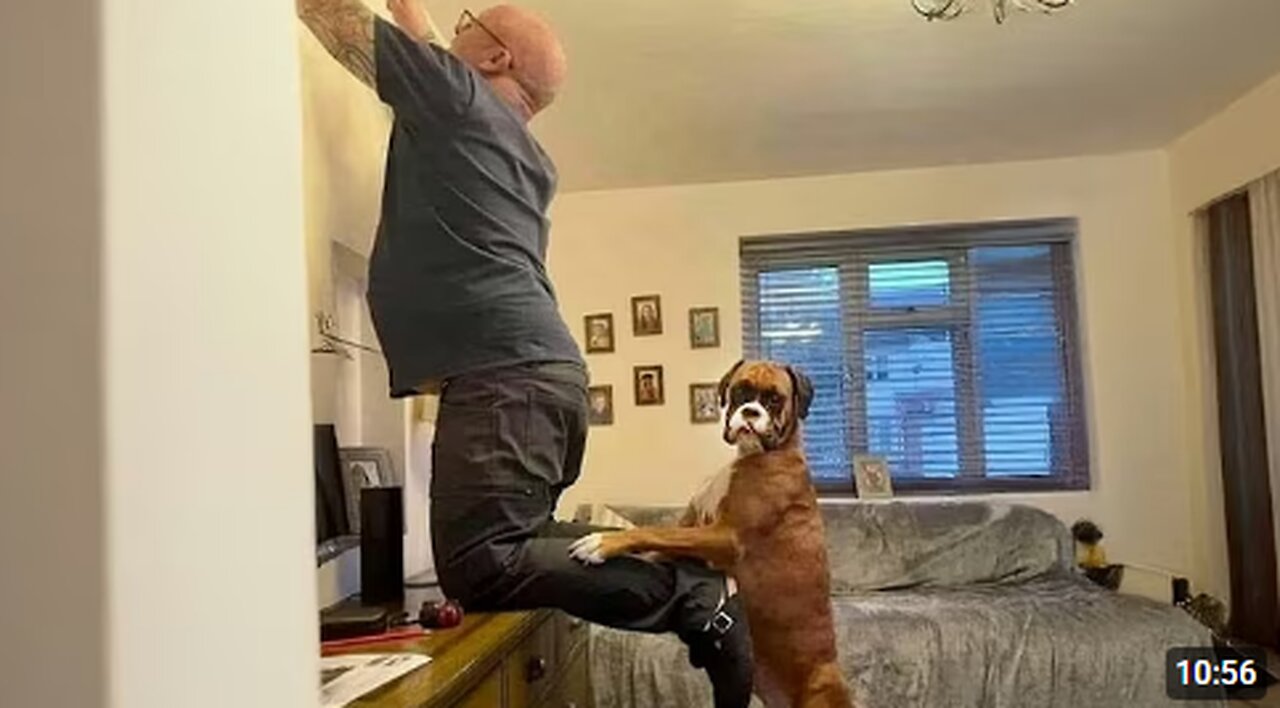 When Comedian Dogs Are Being Hilarious With Human 😂 Funny Dog and Human Videos