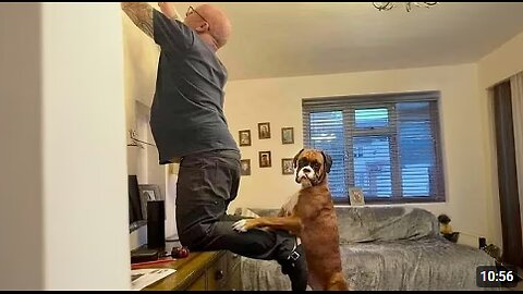 When Comedian Dogs Are Being Hilarious With Human 😂 Funny Dog and Human Videos