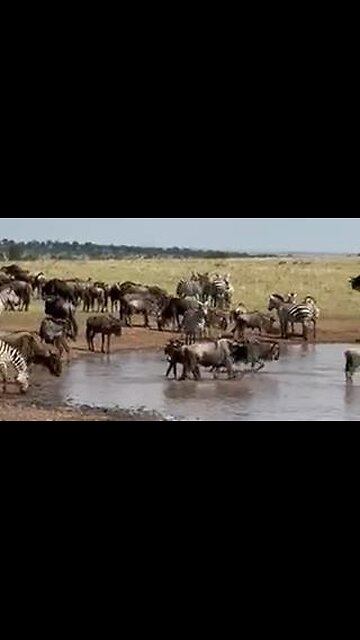 🐎 My Tanzania Trip (June 2025) 🐗