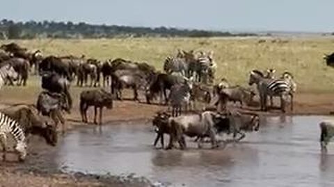 🐎 My Tanzania Trip (June 2025) 🐗