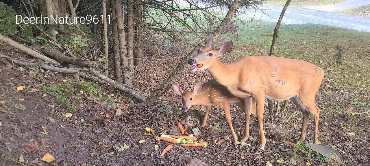 Mother deer eats and ignores all commotion around her