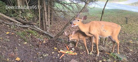 Mother deer eats and ignores all commotion around her