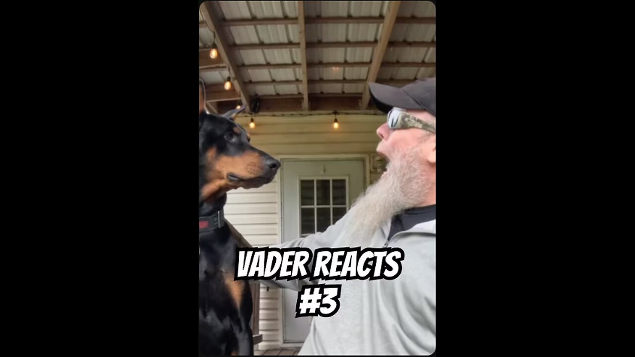 Doberman Reacts to Dad Jokes #3 – Skeleton Jokes on Halloween!