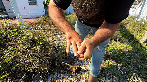 I Was Forced to Stop When I Got Bit While Pulling Weeds Bare Handed