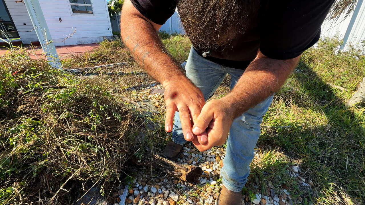 I Was Forced to Stop When I Got Bit While Pulling Weeds Bare Handed