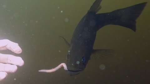 Cottage family befriends wild largemouth bass