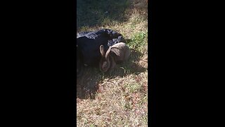 GEO THE BUNNY EATING BEFORE HE GOT STOLEN FROM US