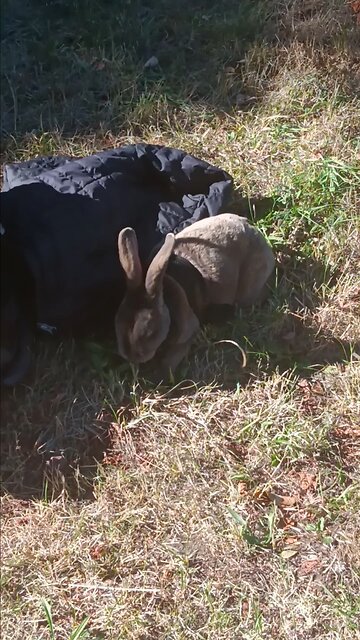 GEO THE BUNNY EATING BEFORE HE GOT STOLEN FROM US
