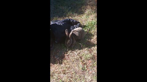 GEO THE BUNNY EATING BEFORE HE GOT STOLEN FROM US