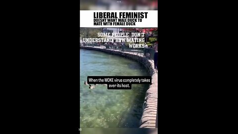 Crazed Liberal Feminist doesn’t want a male duck mating with a female duck.