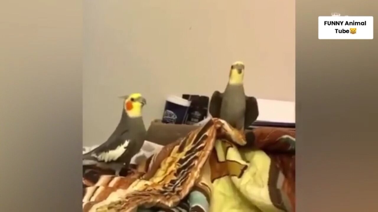 Try to not laugh Best funnest Animal moment