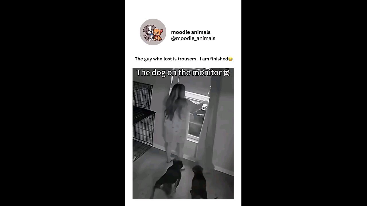 funny animals meme compilation
