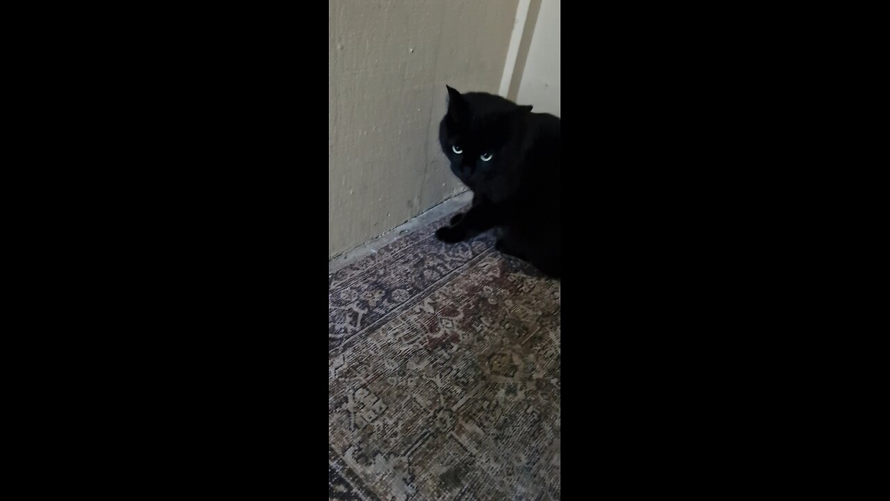 Muted meows