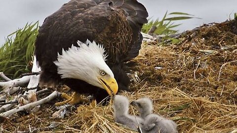 Sunny, Big Bear's Eagle Cub, Finally Flying Free #animals #education #shortvideo #shorts
