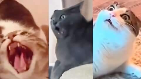 Ultimate Funny Cats & Dogs Moments 😂🐶🐱 Try Not to Laugh!