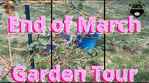 Quick End of March Garden Tour - #catshobbycorner #gardening #gardeningtips