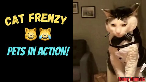 "Cat Frenzy: Pets in Action!"