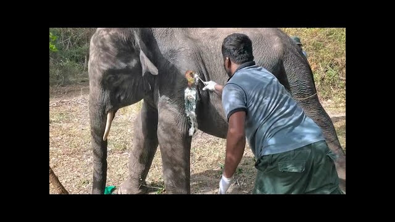 Risky elephant treatment😥😥