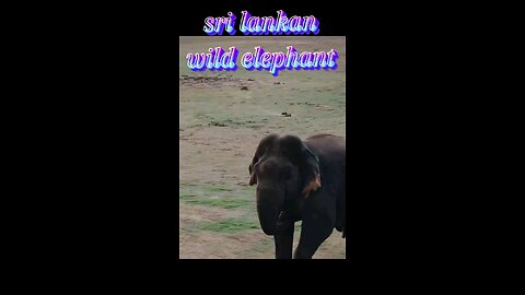 srilankan wild elephant