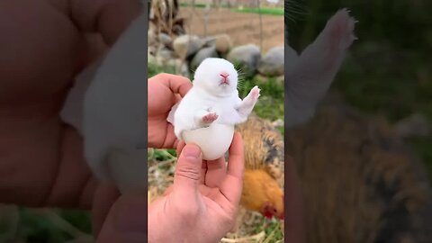 A little rabbit was taken out of the chicken coop. A cute pet debut plan. A rabbit. A pastoral c