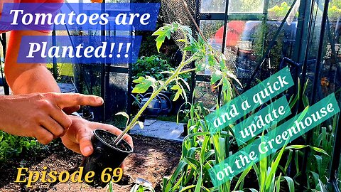The Tomatoes are Planted!!! And an update on the Greenhouse.