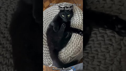 Funny animals 2024😂- Funniest Cats and Dogs Video😹🐶