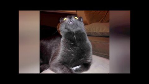 ANIMAL VIDEOS soooo FUNNY that you will be STUNNED! - TRY NOT TO LAUGH!
