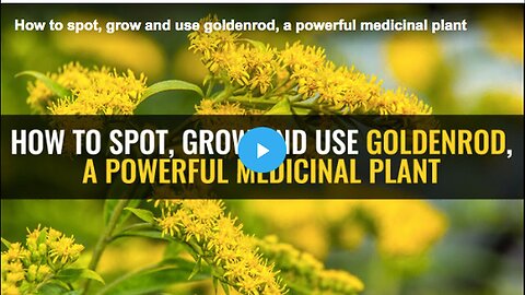 "Spotting, Growing, and Using Goldenrod: A Powerful Medicinal Plant Guide"