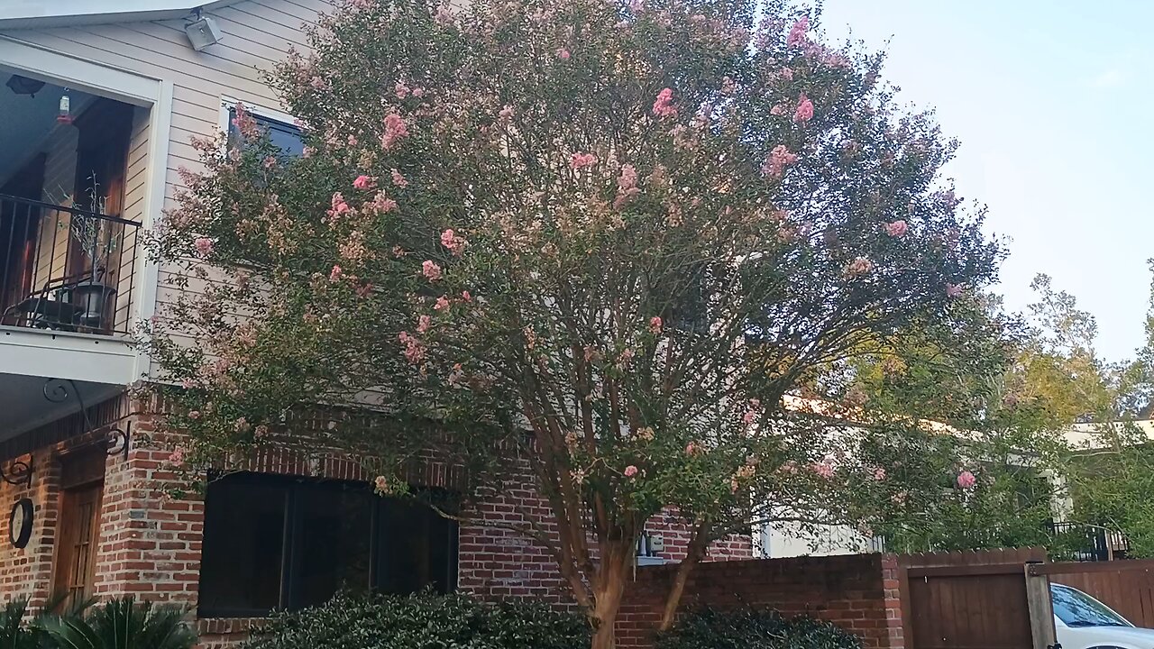nuisance trees by pool