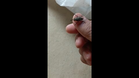 Wow mosquito ?