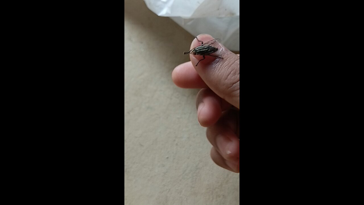 Wow mosquito ?