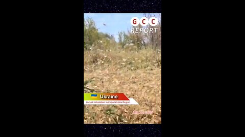 #Ukraine #Zaporizhzhia #Locusts #weather #climate #destruction #anomaly #climatechange 🇺🇦