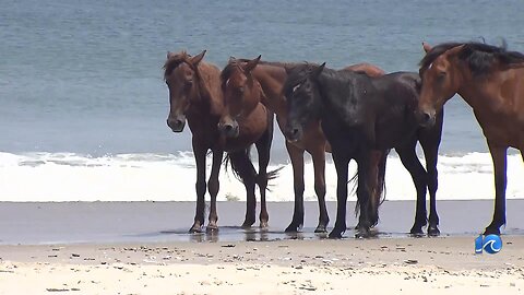 Taming the Corolla Wild Horse's history with DNA tracing