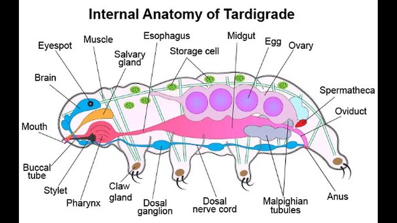 Tardigrade