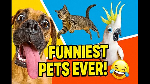 🤣 Best Funny Animal Videos – Hilarious & Comical Pets Compilation! 🐶🐱😂