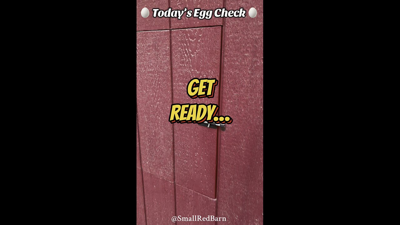 🥚 Today’s Egg Check! 🥚 #shorts