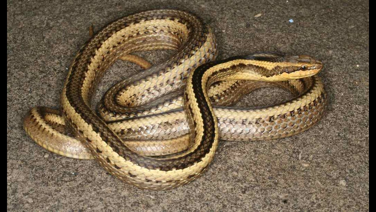 Snake on a Plane - Aussie Flight Delayed by Risky Reptile