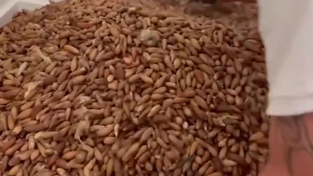 A man discovered a flock of woodpeckers had stored (317.5 kg = 700 pounds and 6.1 meters = 20 feet high)