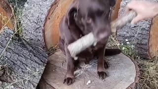 Dog not eating everything.