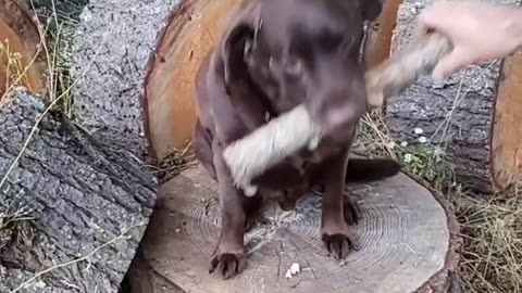 Dog not eating everything.