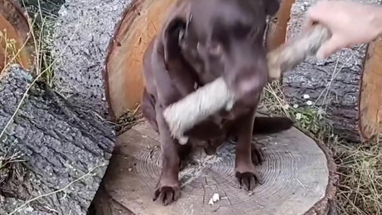 Dog not eating everything.