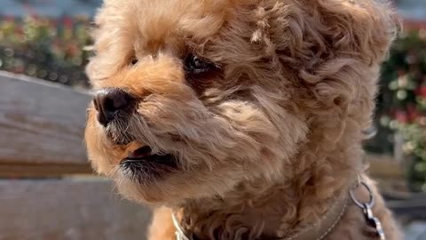 🤣 Funniest Pet Fails That Will Make You Laugh Out Loud! 🐶🐱