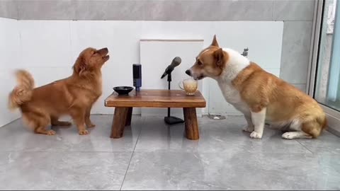 Littels Dog's singers comedy Videos 🤣 so cute videos 😍 funny videos 🤣