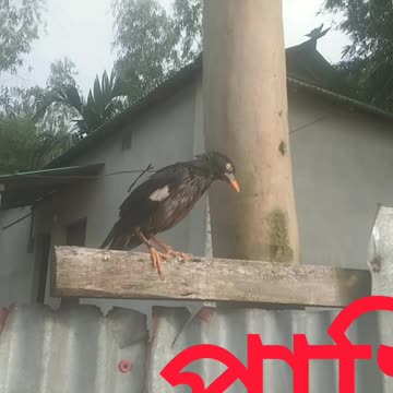 See extra bird