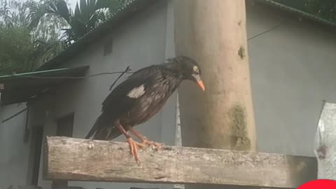 See extra bird