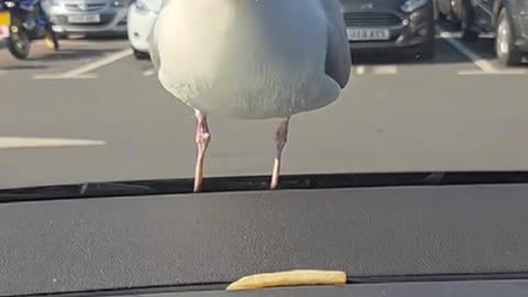 Seagull SMASHES Car Window for a Snack! 🐦💥🍟"