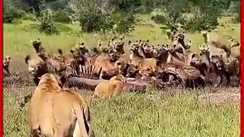 animals